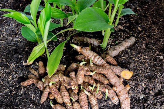 Turmeric Root