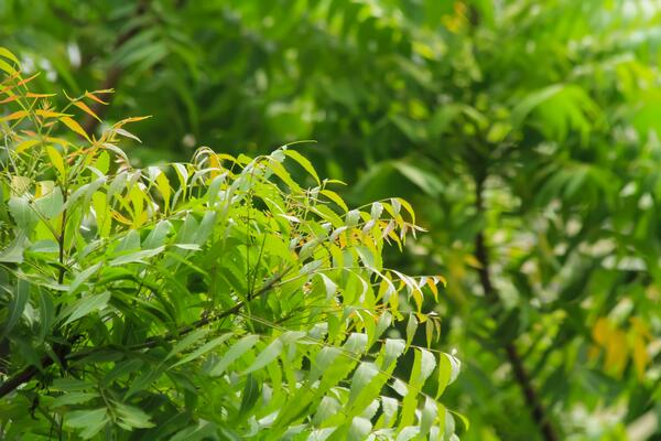 Neem