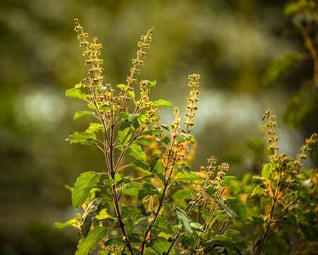 Tulsi